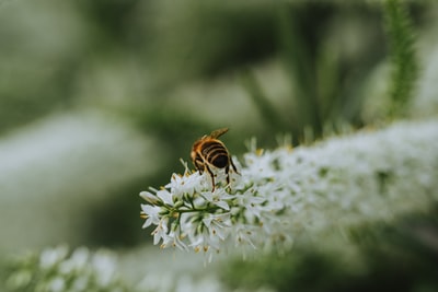 白色花瓣上的黄色和黑色蜜蜂
